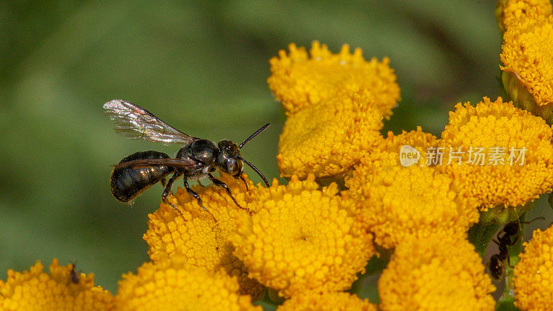 卡彭特Abeille charpentiere,大黄蜂Spurred cerate。